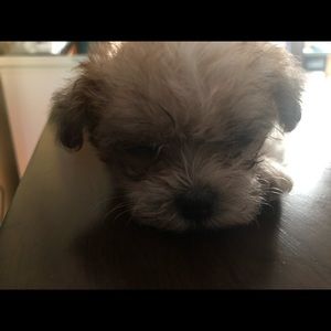 Meet your Posher, Esther